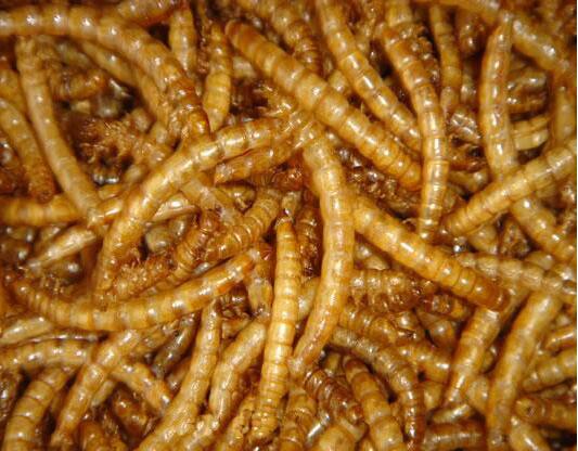 Dried mealworms