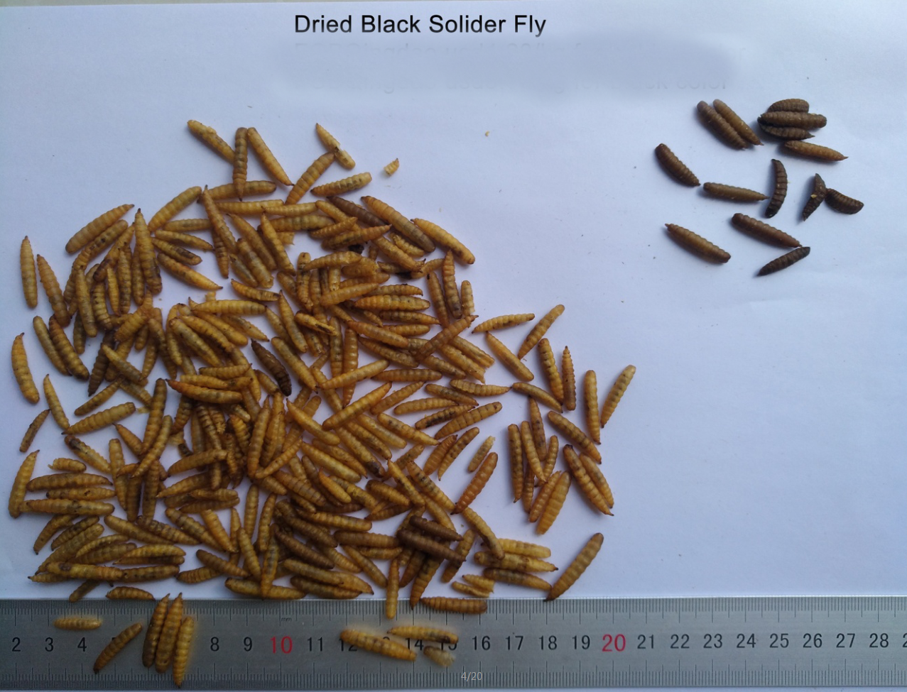 Dried black solider fly