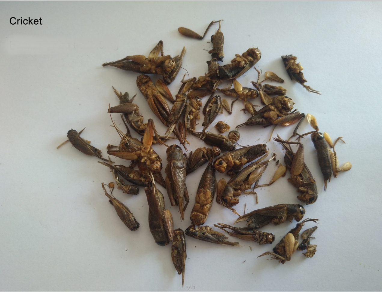 Dried Cricket