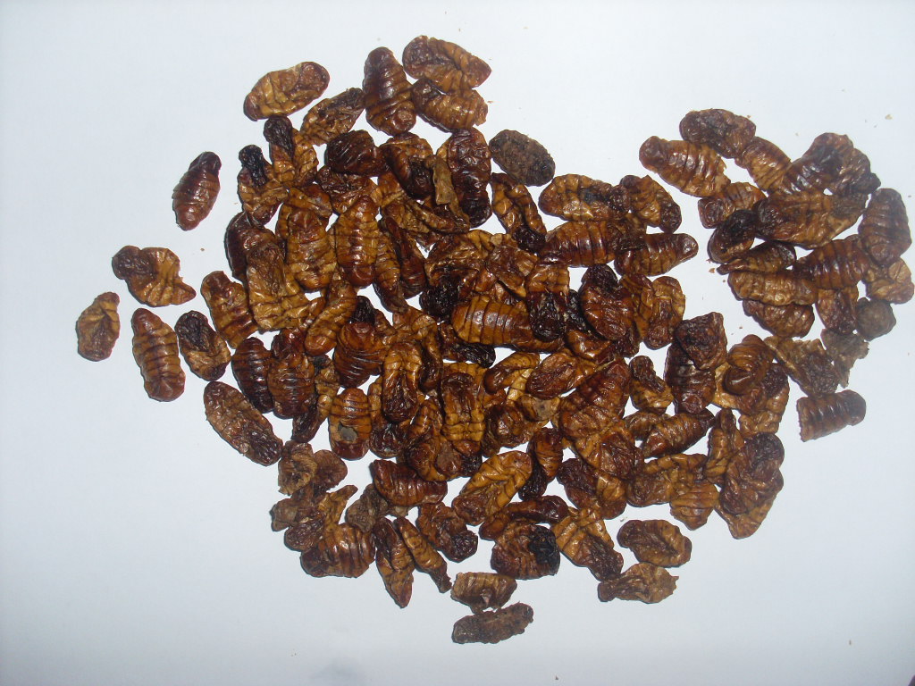 Microwave Dried silkworm