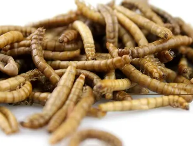 Dried Superworms
