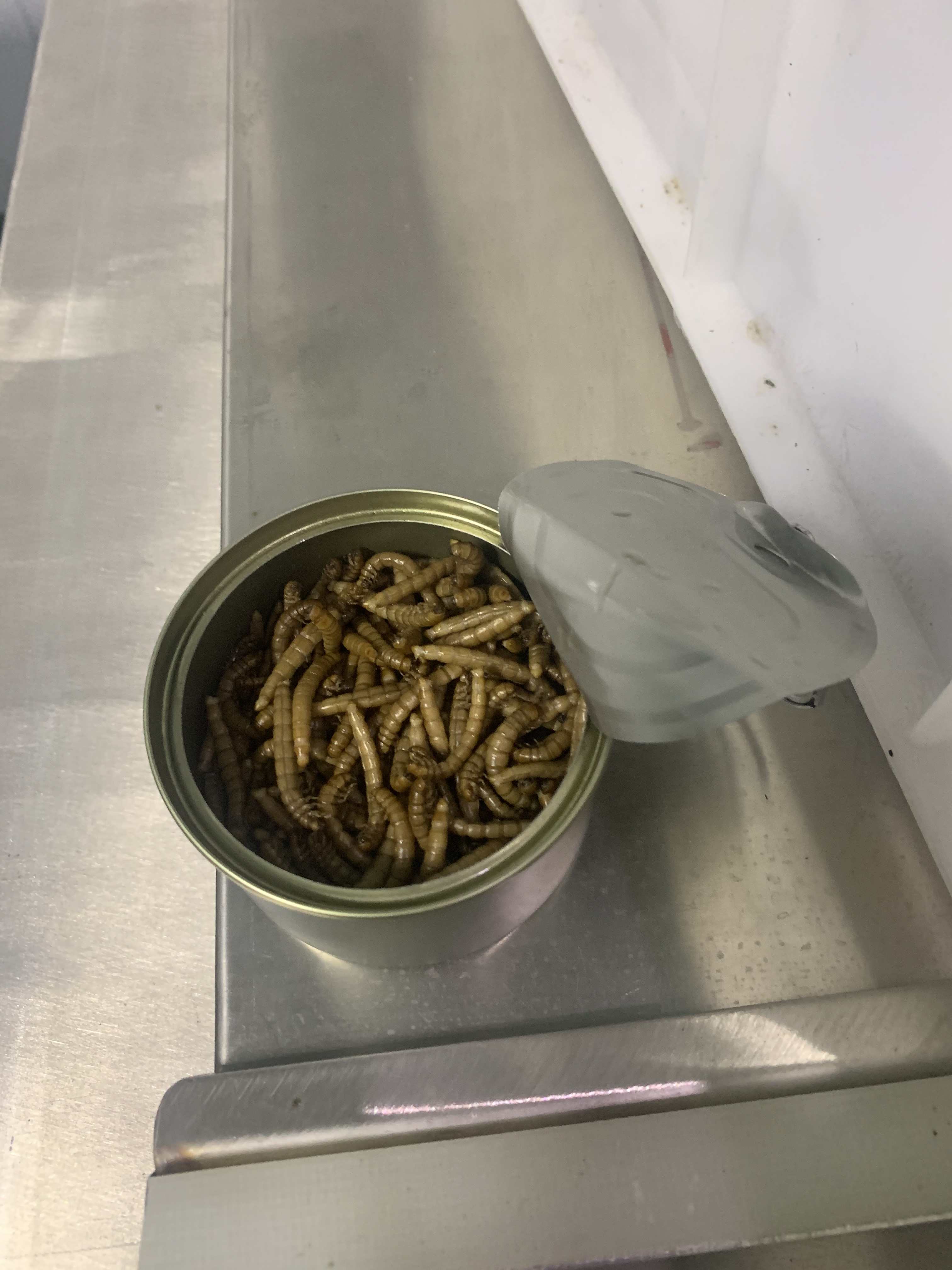 Canned fresh insects