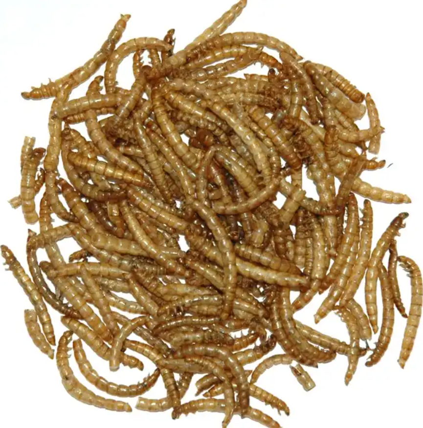 Micro Dried Mealworms