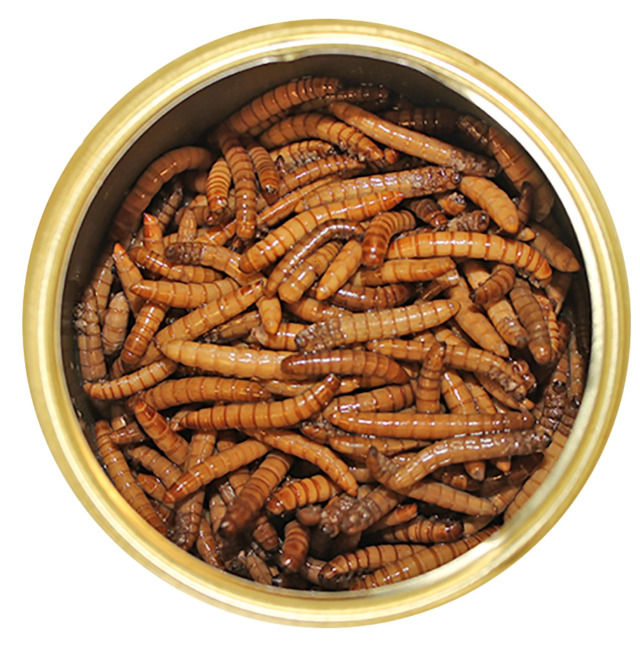 Canned mealworms