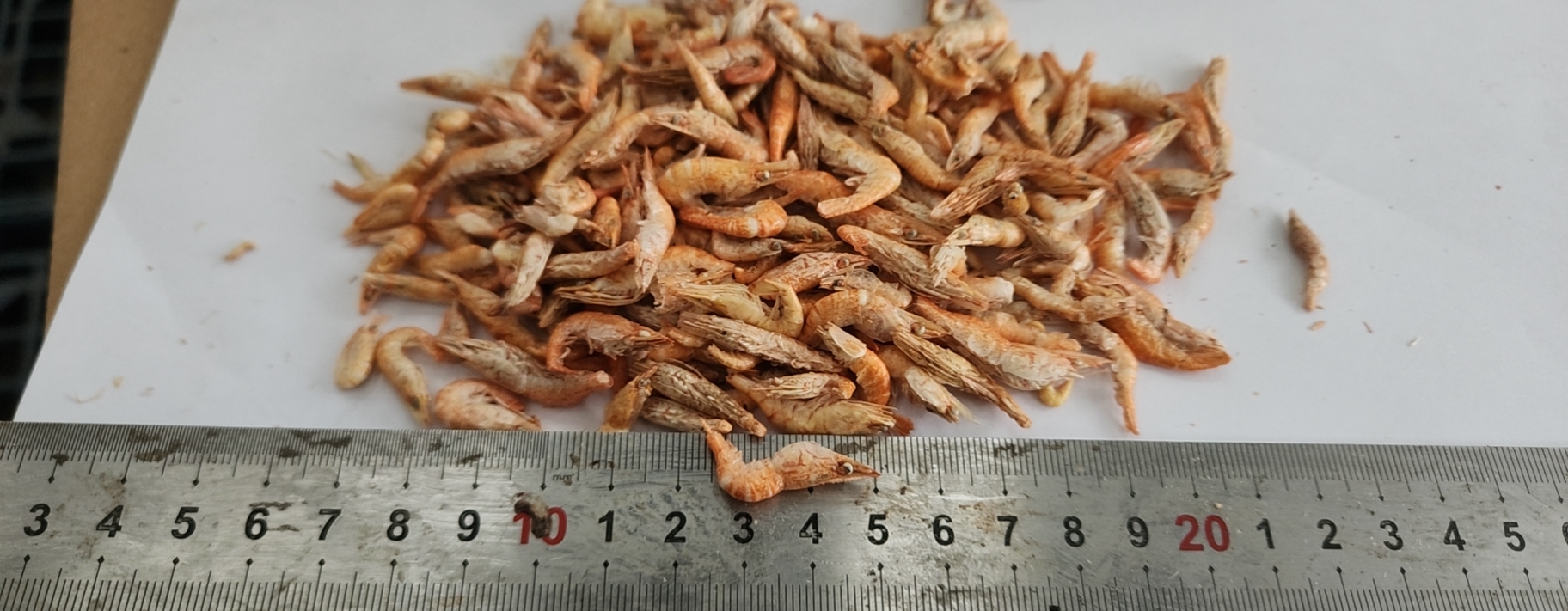 Freeze dried red shrimps2-4cm