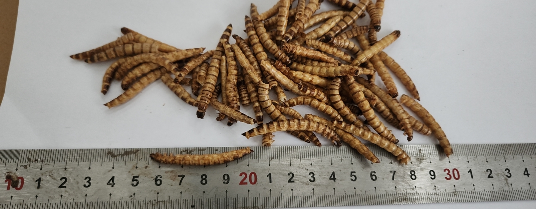 Freeze dried superworms