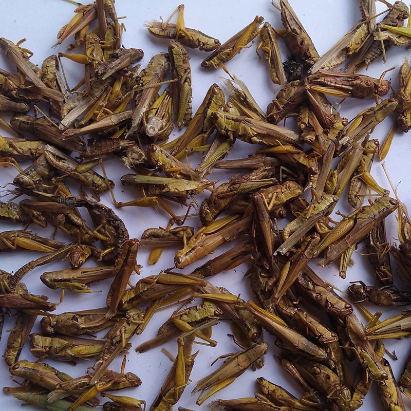 Sun-Dried Grasshopper