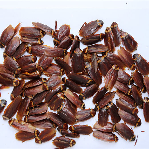 Sun-Dried Cockroach