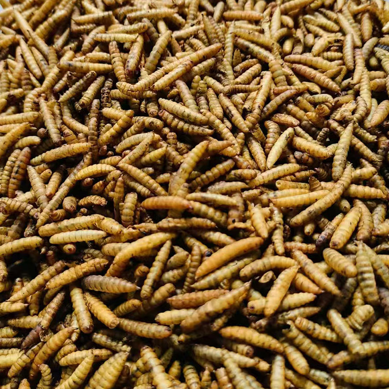 Microwave-Dried Black Soldier Fly Larvae