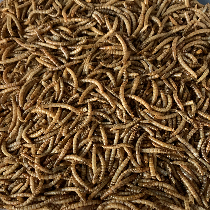 Microwave-Dried Mealworms