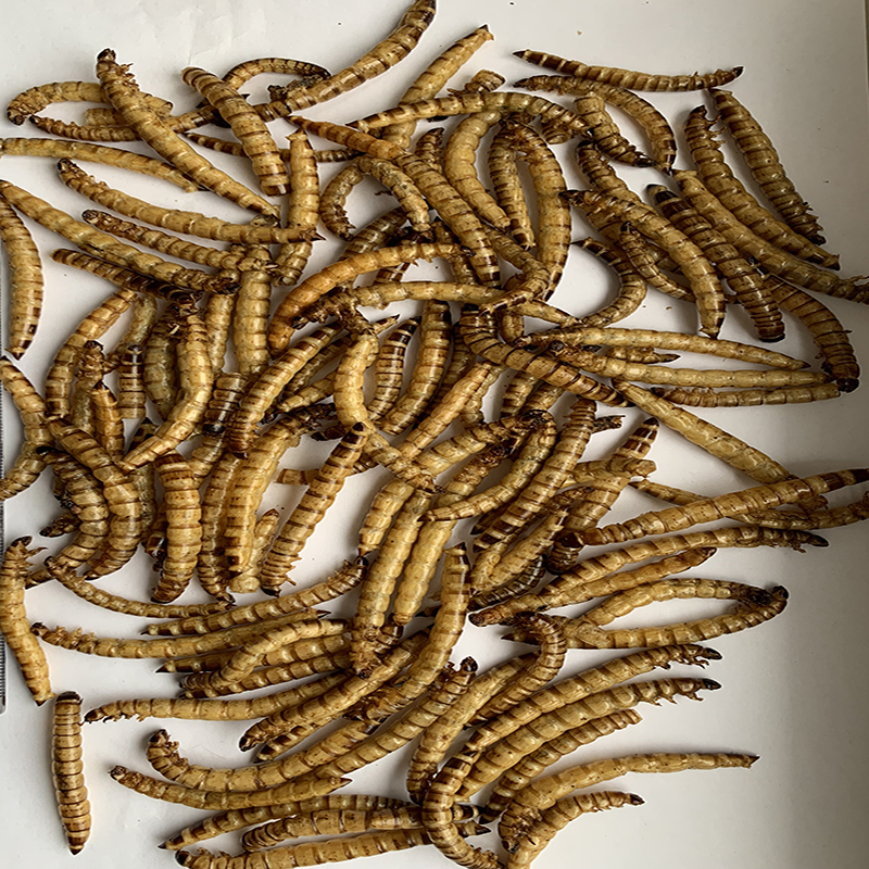 Microwave-Dried Superworms