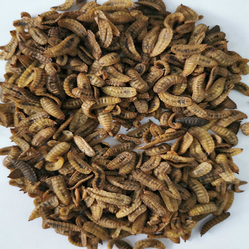  Low-temperature dried black soldier fly larvae