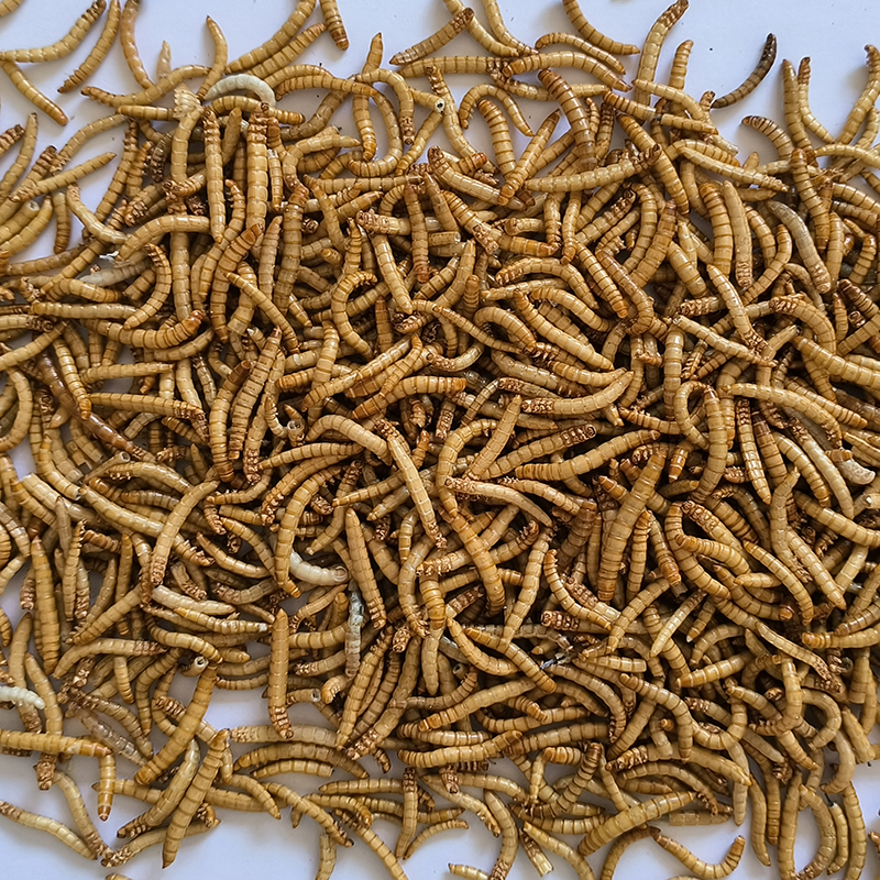 FD mealworms