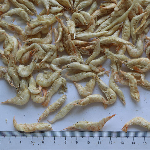 FD river white shrimps