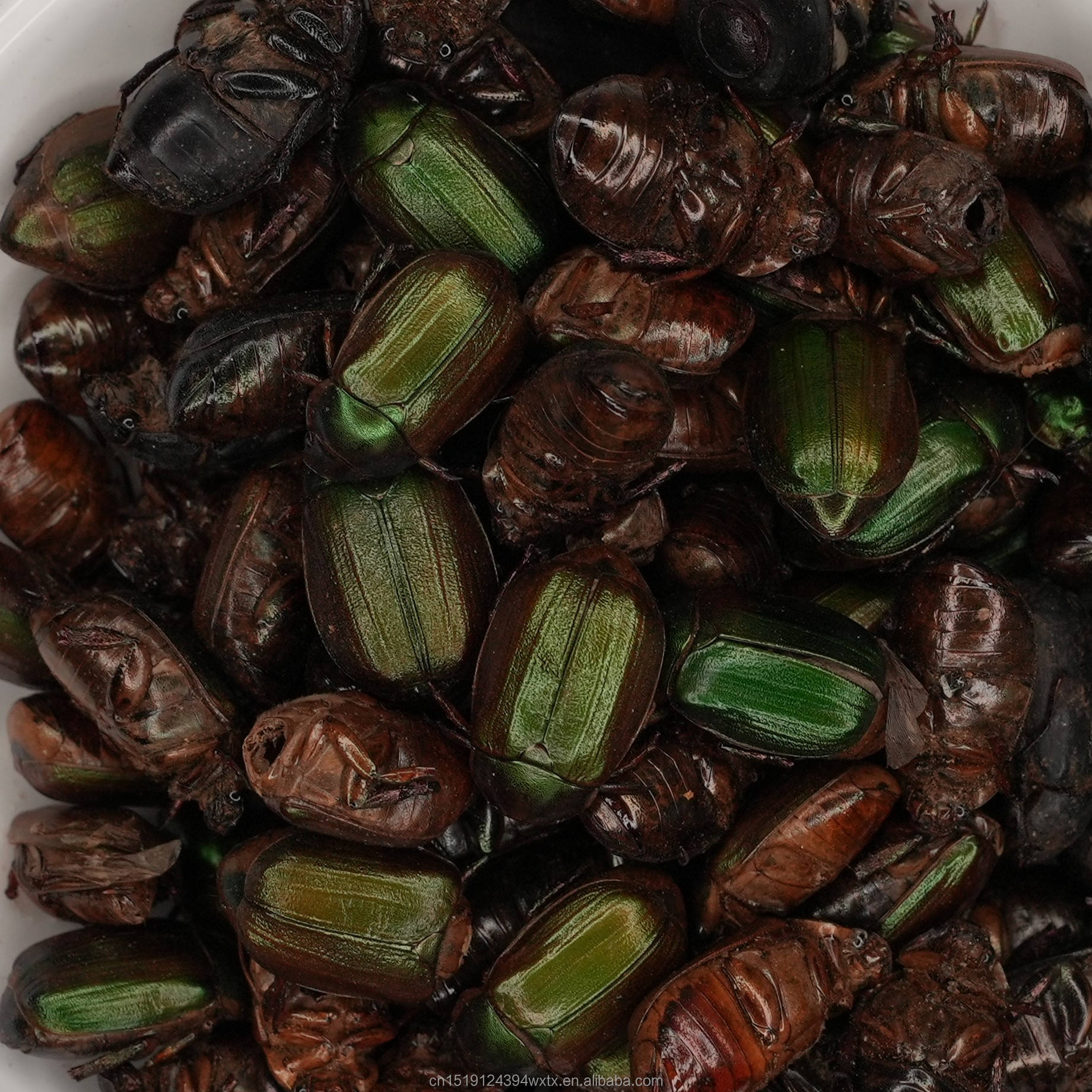 Sun Dried Scarab Beetles