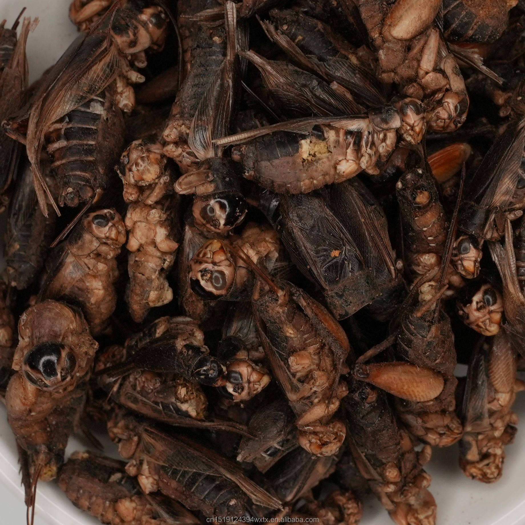 Freeze-Dried Crickets