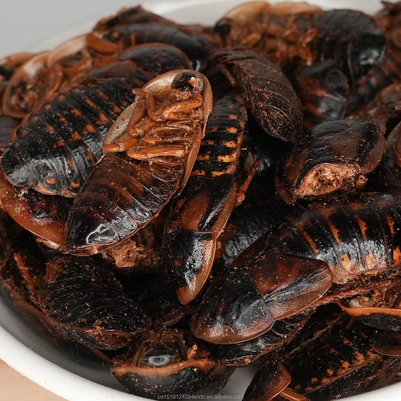 Freeze-Dried Dubia Roaches