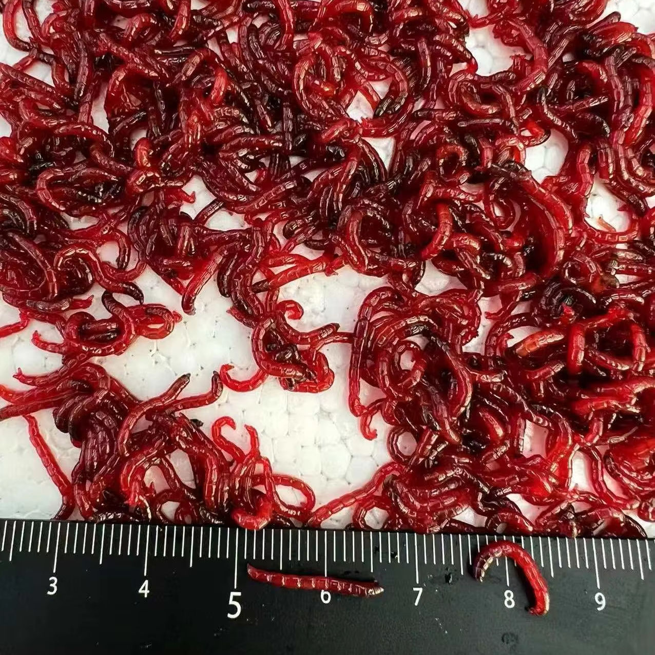 Frozen Bloodworms