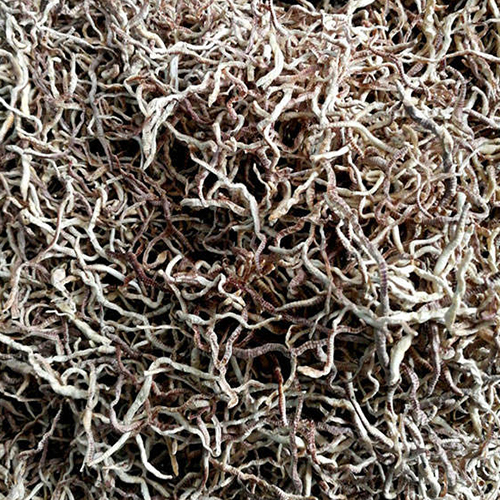 Freeze-Dried Earthworms