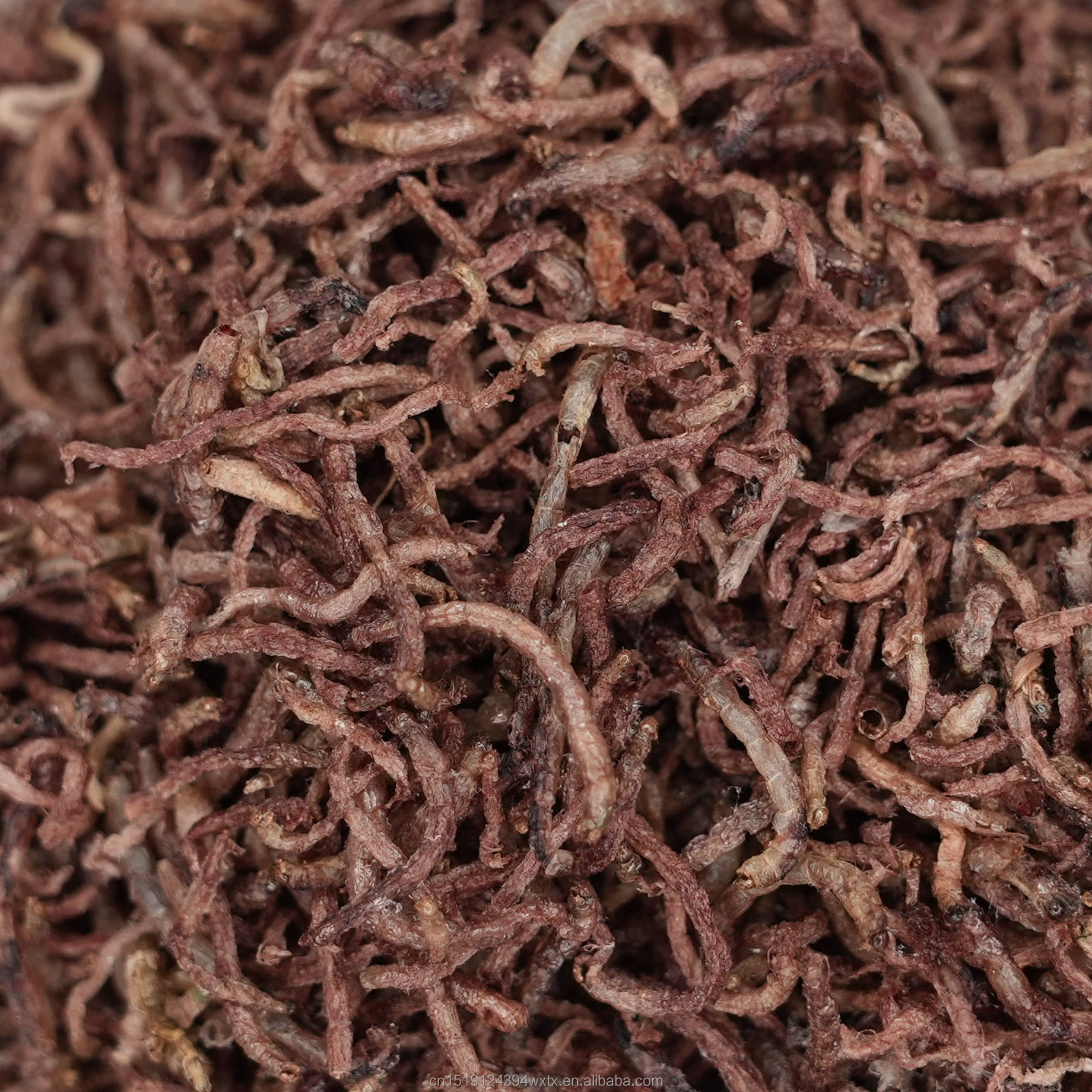 Freeze-Dried Bloodworms