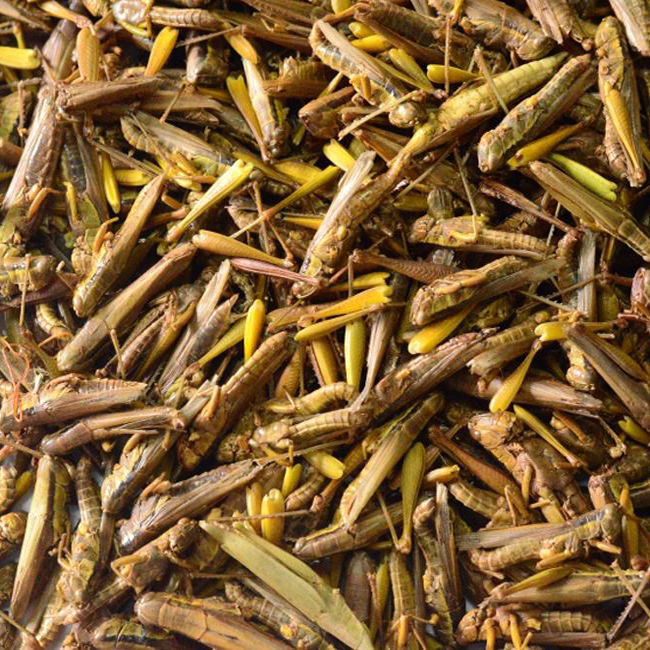 Freeze-Dried Grasshoppers