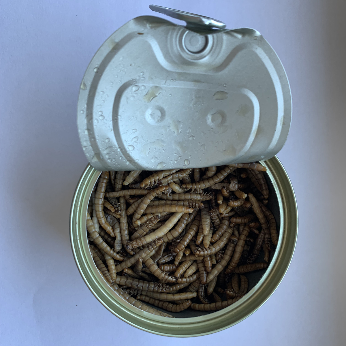 Canned Mealworms