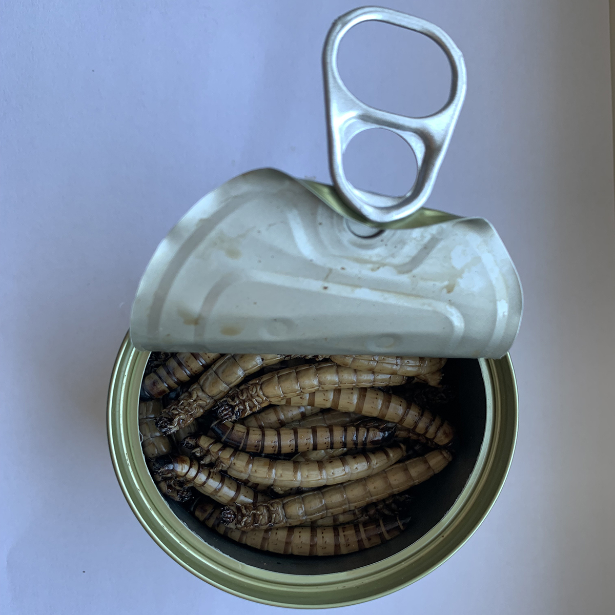 Canned Superworms