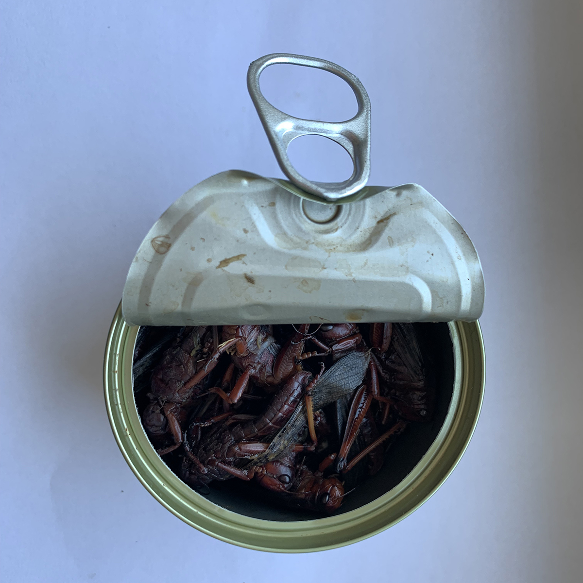 Canned Grasshoppers