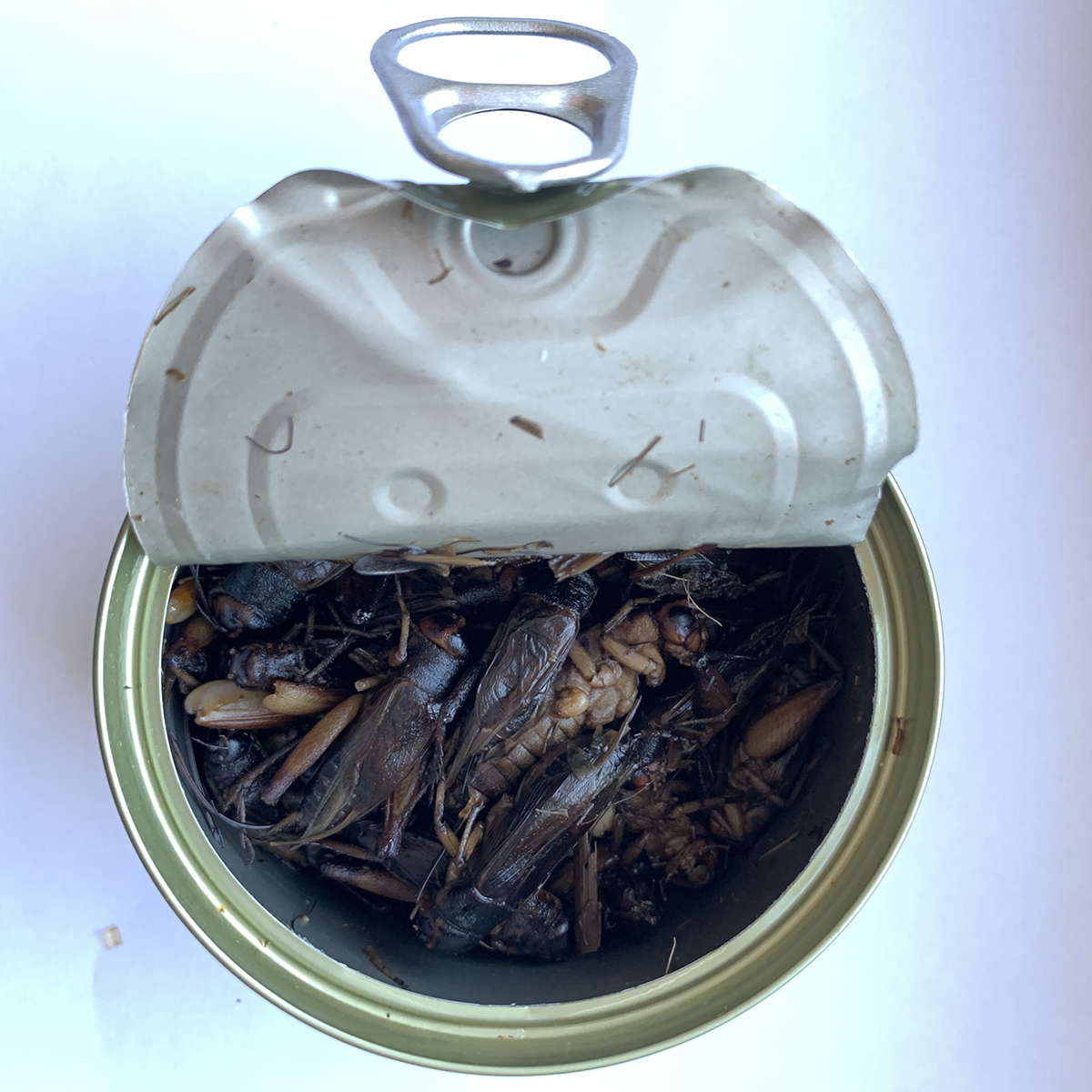 Canned Crickets
